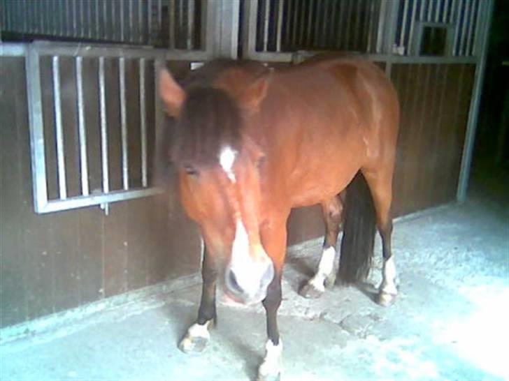 Welsh Pony (sec B) Cookie - miin cookie billede 20