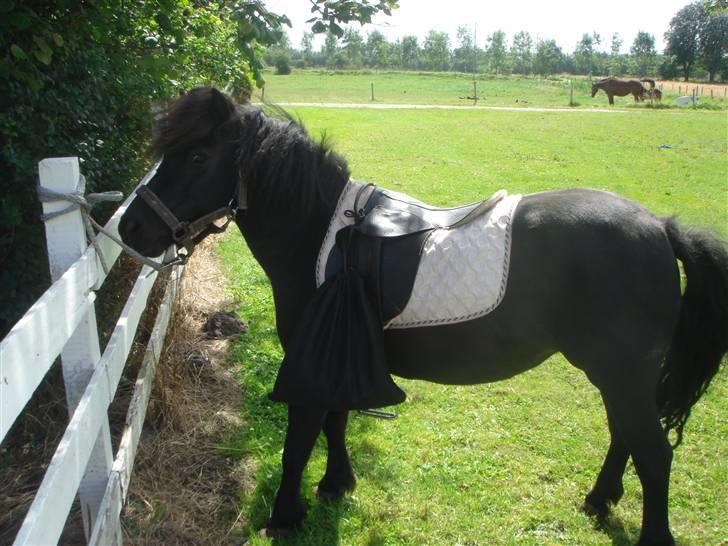 Anden særlig race Smuttie - Mig i "profil" haha ej står da bare:D  Foto: Mig billede 3