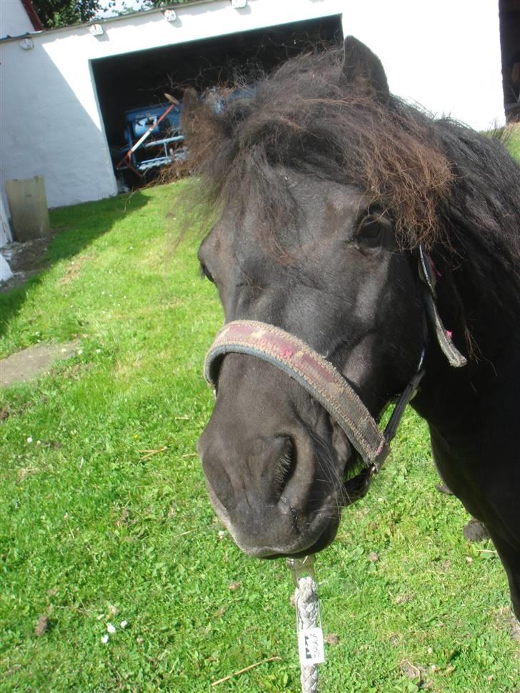 Anden særlig race Smuttie - hej Helena hvad har du der??   Foto: Mig billede 4