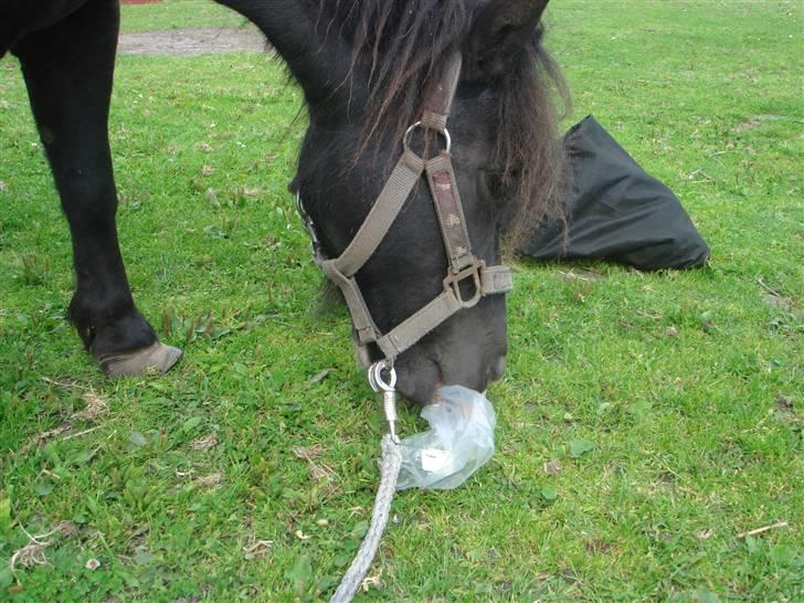 Anden særlig race Smuttie - nam kan du ikke fjerne posen??   Foto: Mig billede 5