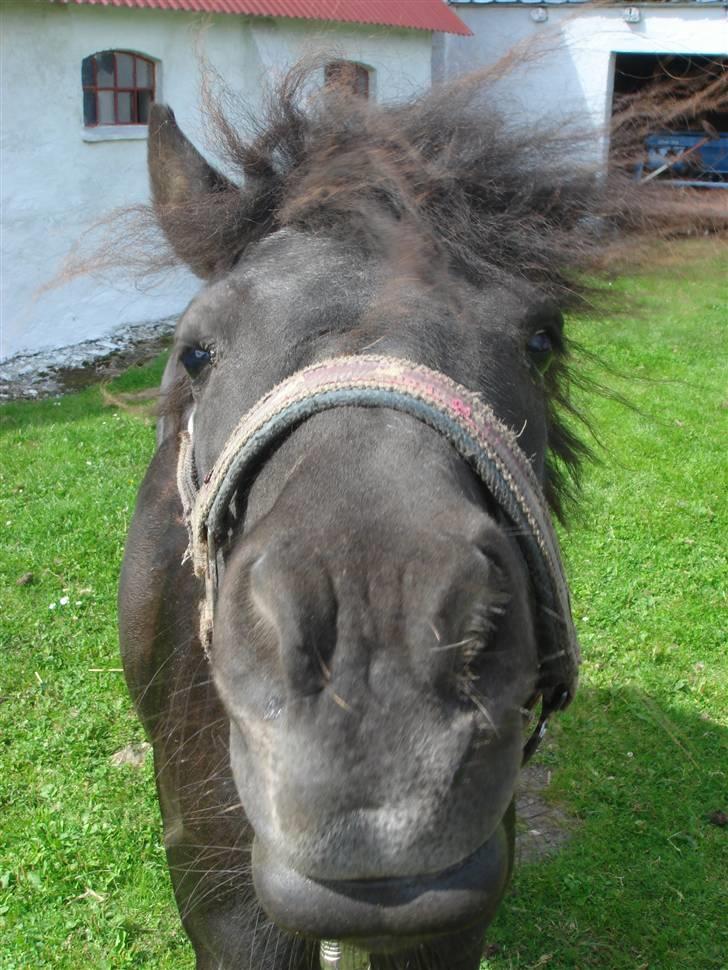 Anden særlig race Smuttie - hej heh Står du nu der:D  Foto: Mig billede 6