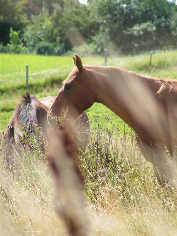 Frederiksborg Eislinn billede 13