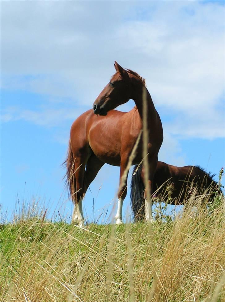 Frederiksborg Eislinn billede 14