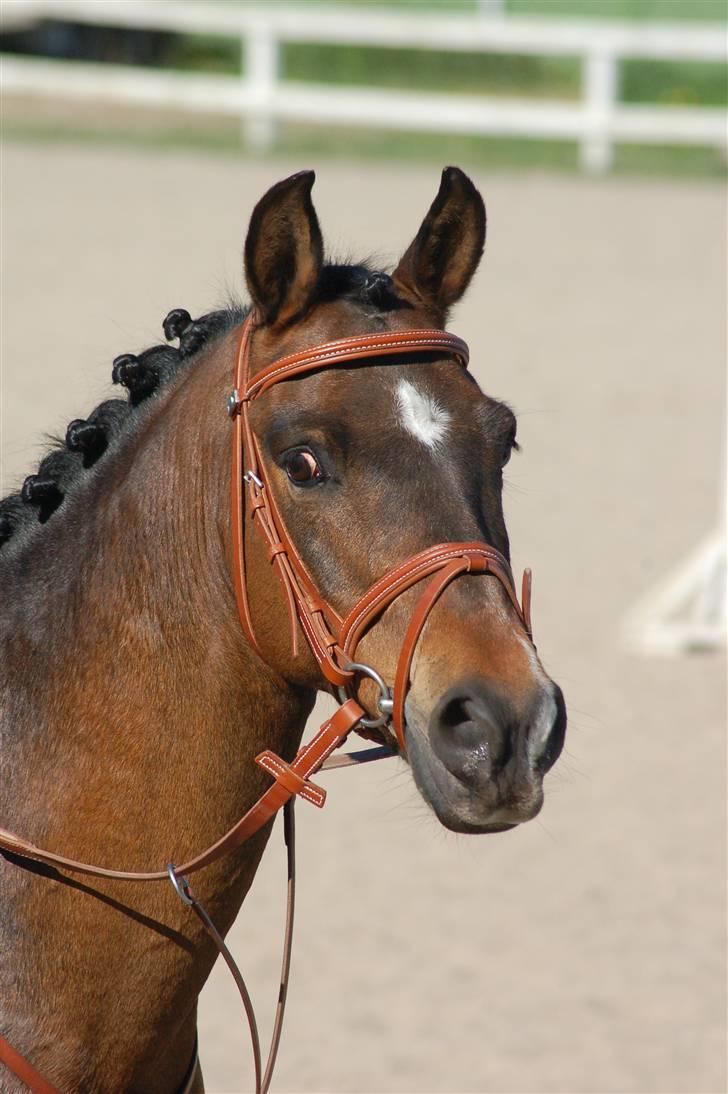 Hollandsk Sportspony Sheik  (SOLGT) - LA, C stævne i NFRK juli 2007 billede 2