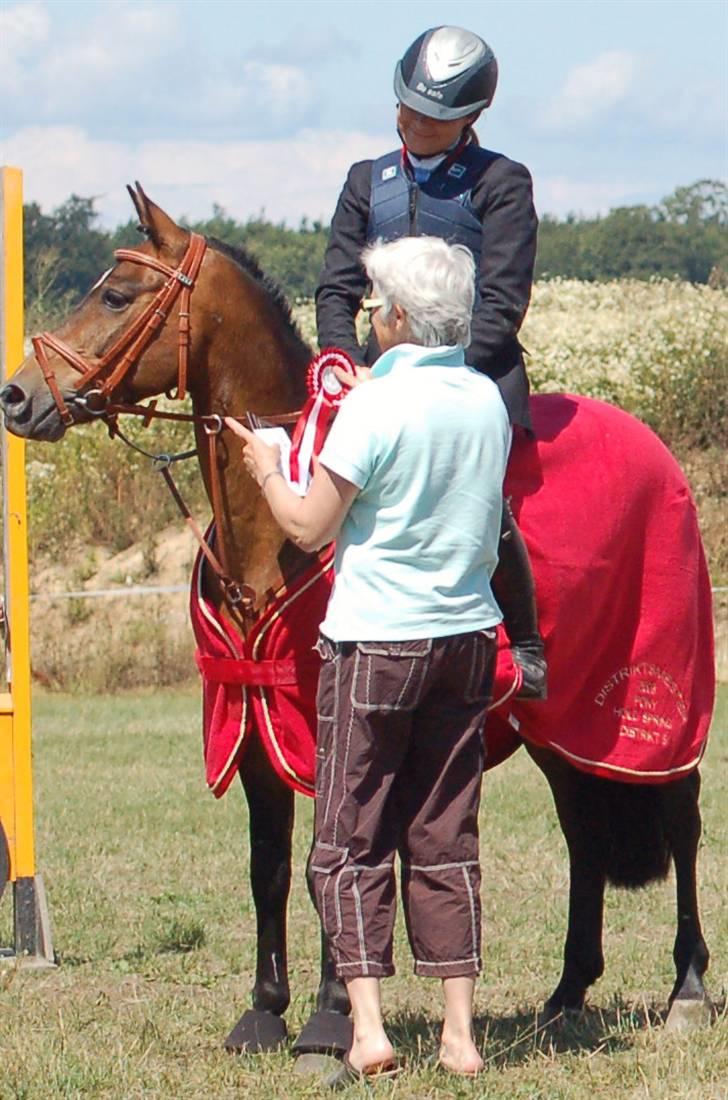 Hollandsk Sportspony Sheik  (SOLGT) - Sheik & Zelina Distriktsmestre for hold 2008. Holdet var også: Ane Svendsen/ Madicken, Jonathan Hvasøe Saul/ TøsenII og Alexandra Wibholm Nobel / Bobby billede 5