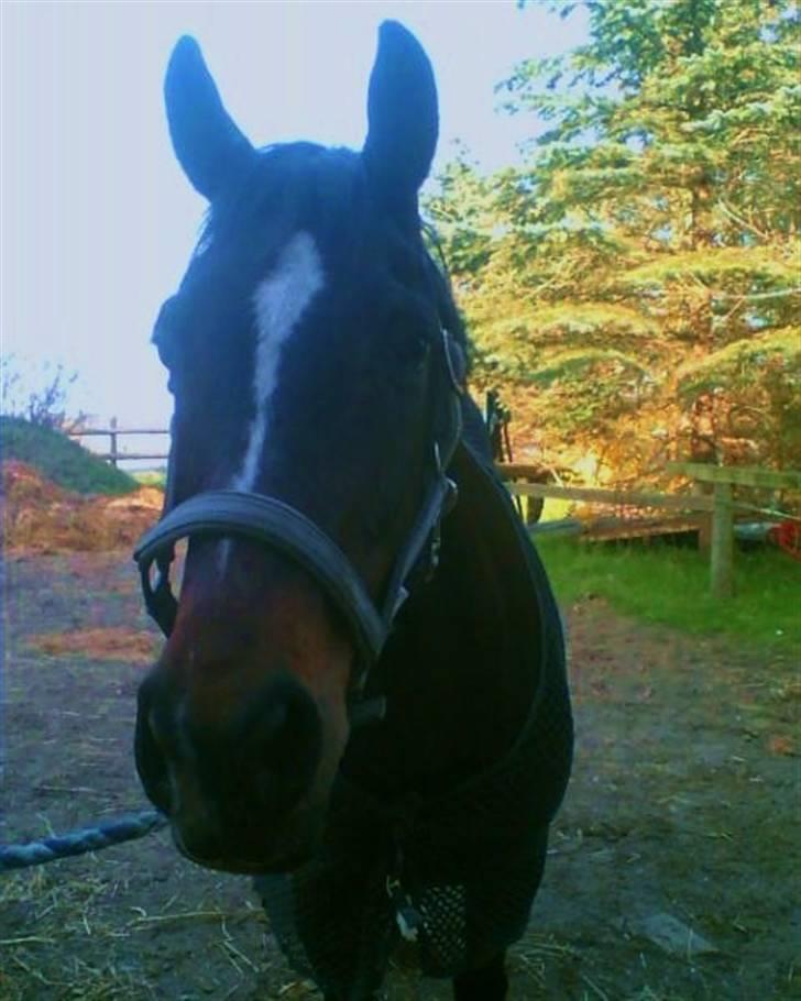 Hollandsk Varmblod Kimberly (SOLGT) billede 1