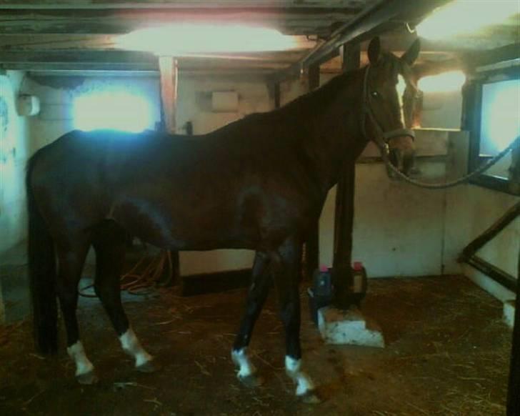 Hollandsk Varmblod Kimberly (SOLGT) billede 2