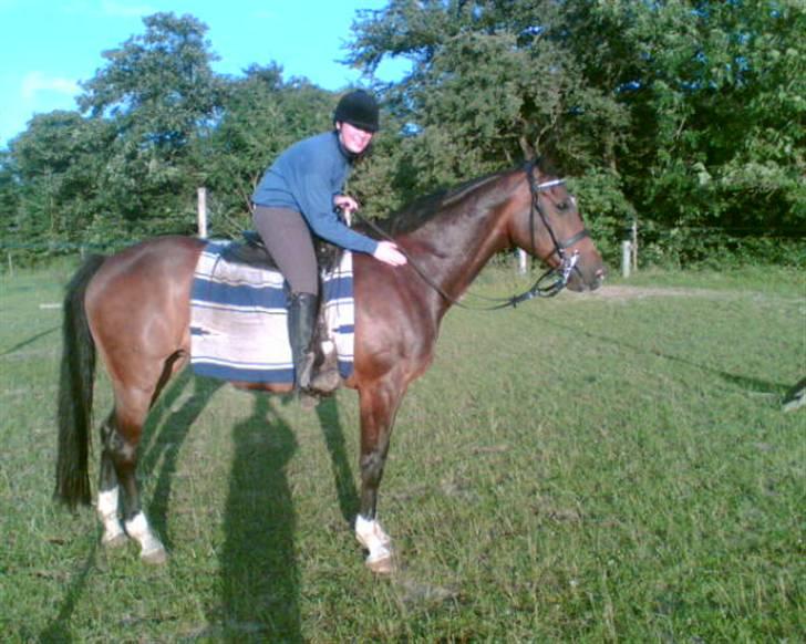 Hollandsk Varmblod Kimberly (SOLGT) billede 3