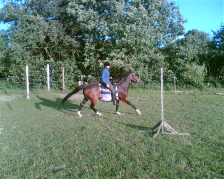 Hollandsk Varmblod Kimberly (SOLGT) billede 4