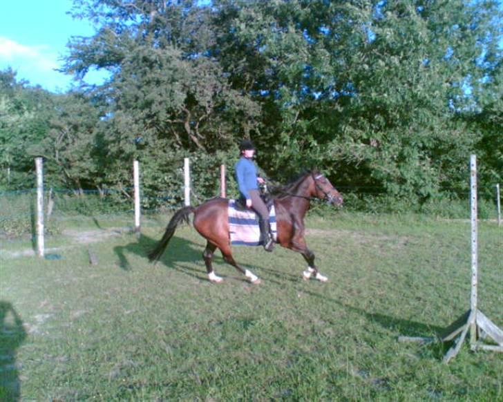 Hollandsk Varmblod Kimberly (SOLGT) billede 5