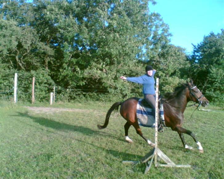 Hollandsk Varmblod Kimberly (SOLGT) billede 6