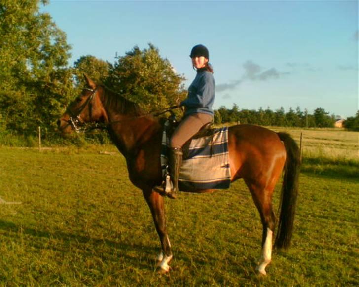 Hollandsk Varmblod Kimberly (SOLGT) billede 7