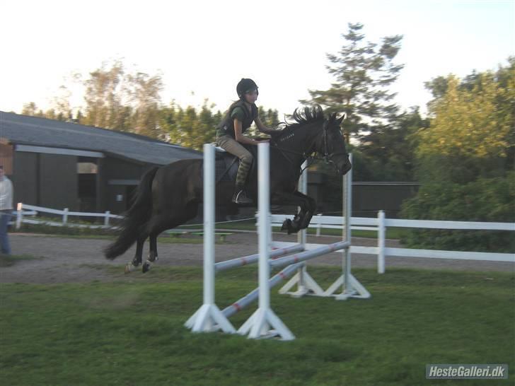 Traver Prins Hans(gammel Passer) - spring! Taget af Josse<3 billede 1