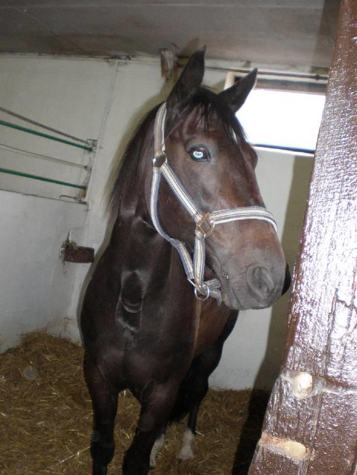 Traver Prins Hans(gammel Passer) - I boksen?  Taget af min signe<3 billede 4