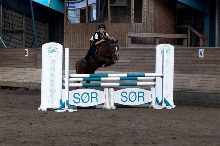 Anden særlig race Lukas - mb  billede 4