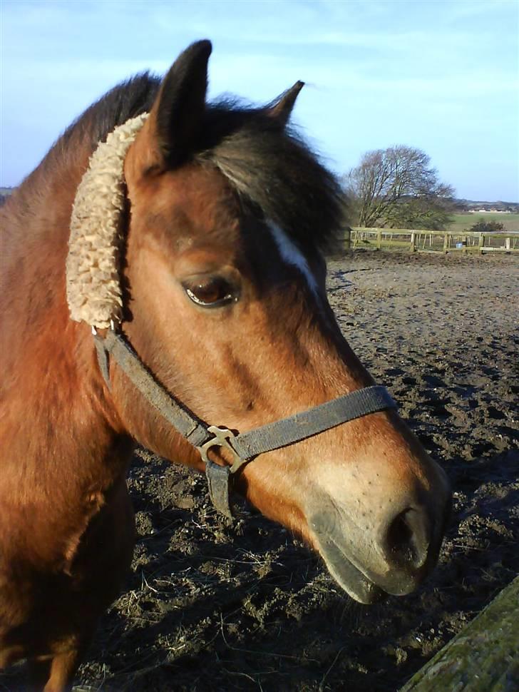 Anden særlig race Felix *SOLGT* billede 12