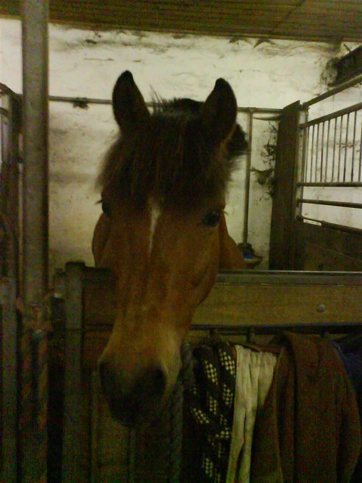 Anden særlig race Felix *SOLGT* billede 14