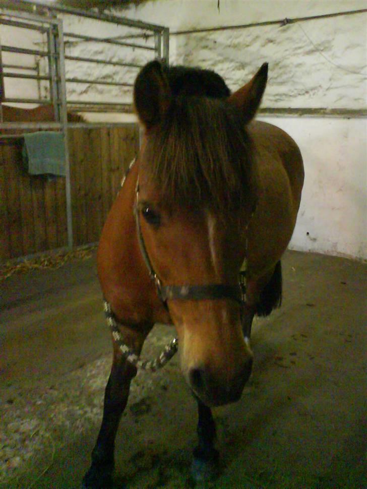 Anden særlig race Felix *SOLGT* billede 15