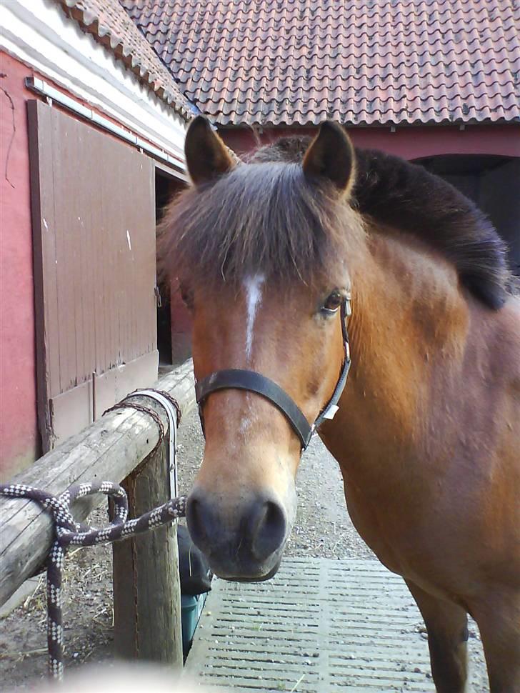 Anden særlig race Felix *SOLGT* - Felix udenfor. <3 billede 16