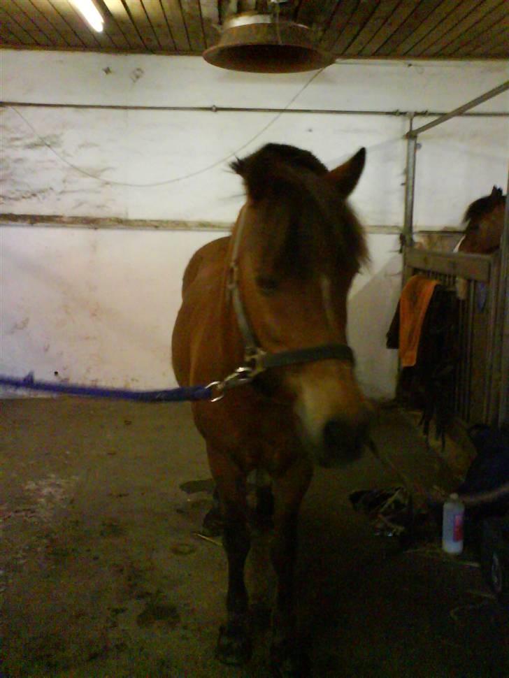 Anden særlig race Felix *SOLGT* billede 17