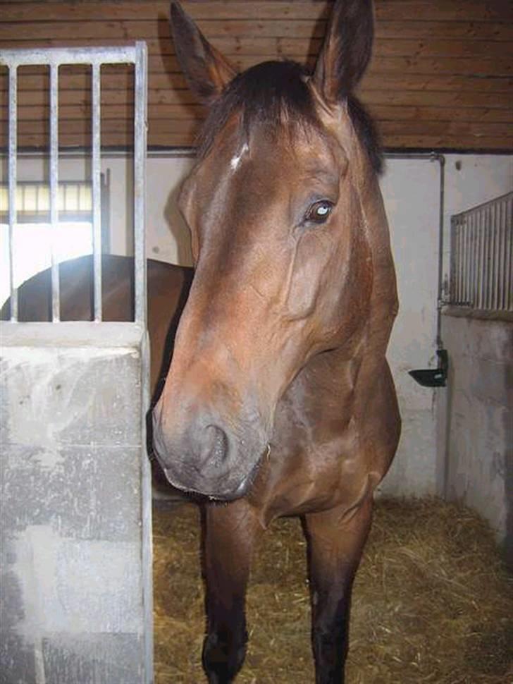 Holstener Dominique- *RIP* - Dominique hjemme i stalden billede 1