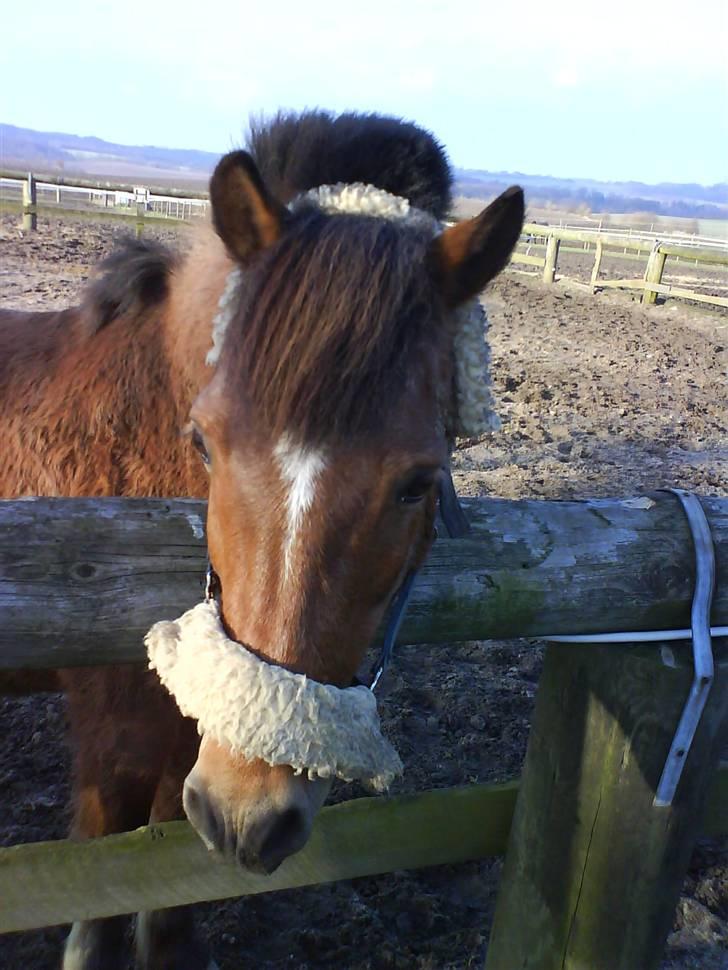 Anden særlig race Felix *SOLGT* billede 18