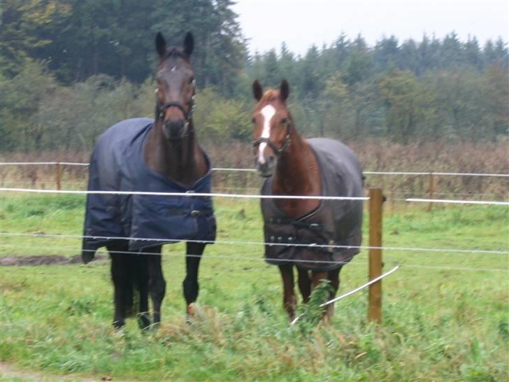 Holstener Dominique- *RIP* - På fold med Natasja (er min søsters pony, som også er herinde) billede 2