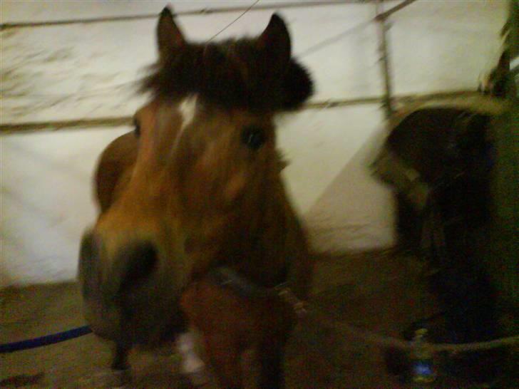 Anden særlig race Felix *SOLGT* billede 19