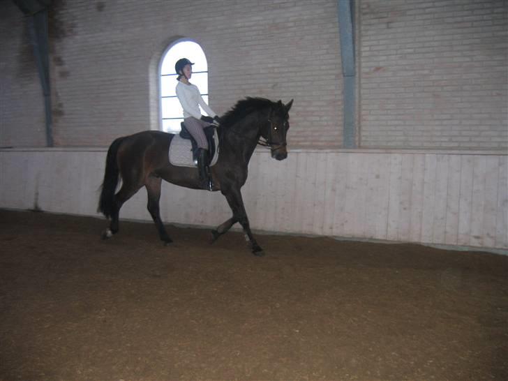 Holstener Dominique- *RIP* - Vi rider ovre ved Laila billede 4