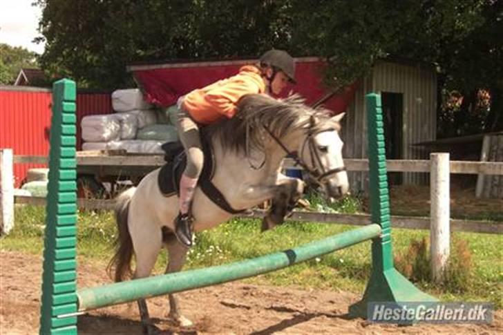 Welsh Mountain (sec A) Silver Sprite "naboens"<3 - 75 cm. d 30 juli - 07 billede 2