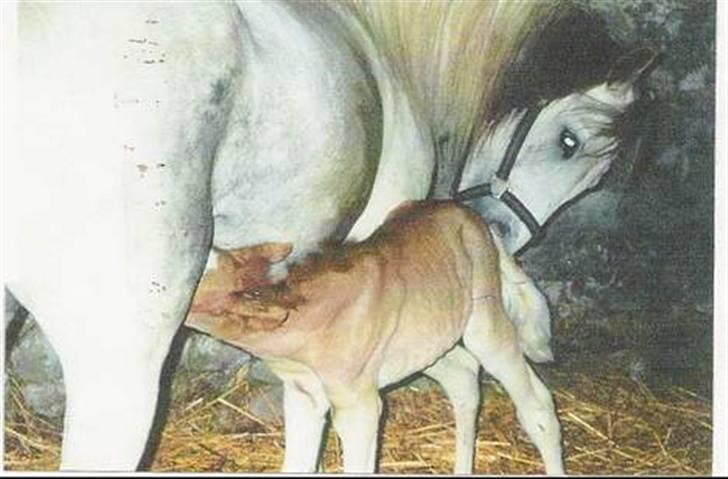 Anden særlig race Blanca - Blanca og hendes føl Bella Wista 1998 (© - Må ikke kopieres) billede 2