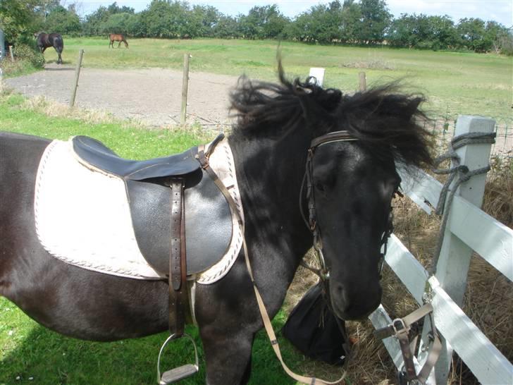 Anden særlig race Smuttie - hehe jeg har punker hår:D   Foto: Mig billede 8
