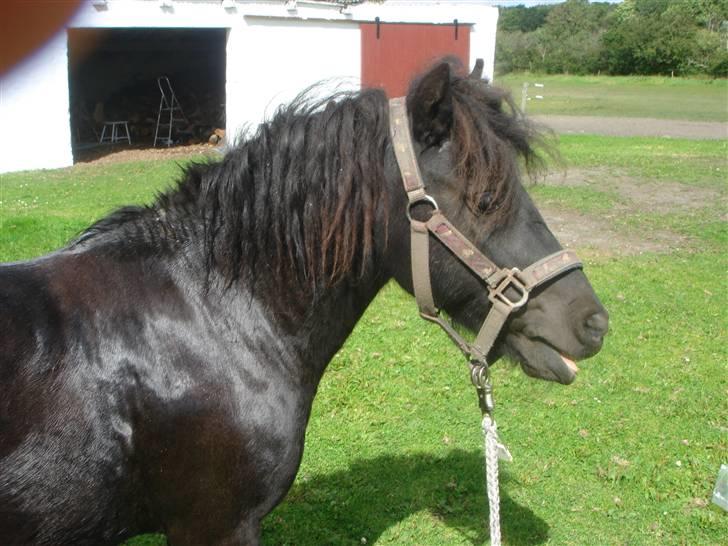 Anden særlig race Smuttie - jeg har redet nu og har lige været i bad:D det var bare dejligt.!   Foto: Mig billede 9