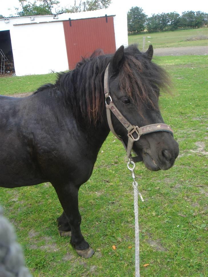 Anden særlig race Smuttie - hihi så er jeg jo der igen:)   Foto: Mig billede 10