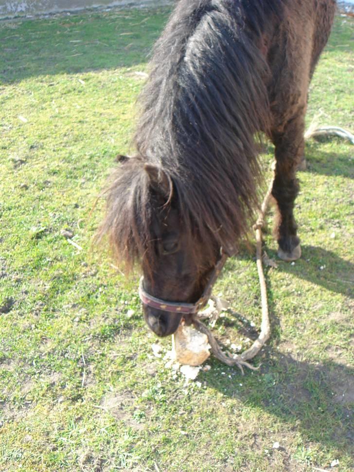 Anden særlig race Smuttie - det er rar med lidt mad...   Foto: Mig billede 11