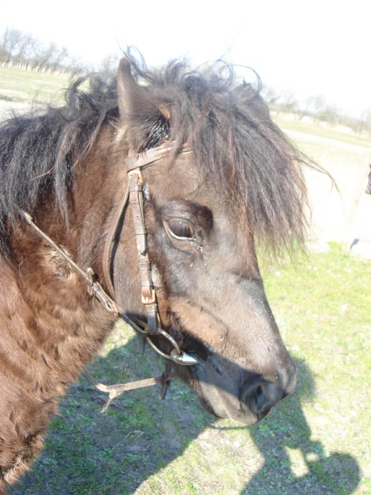 Anden særlig race Smuttie - puhh det er hårdt at være hest. det er osse den vinterpels!   Foto: Mig billede 15