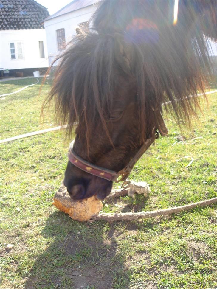 Anden særlig race Smuttie - jeg får lige lidt fortjent brød:D nam...   Foto: Mig billede 16