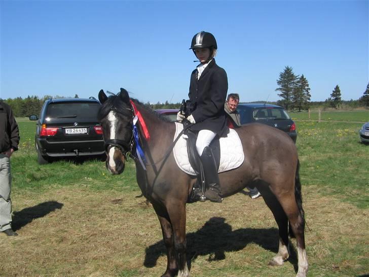 Welsh Pony af Cob-type (sec C) Gribsvads Leading Bruni {Solgt} - Bruni og Jeg i hodsager  billede 2