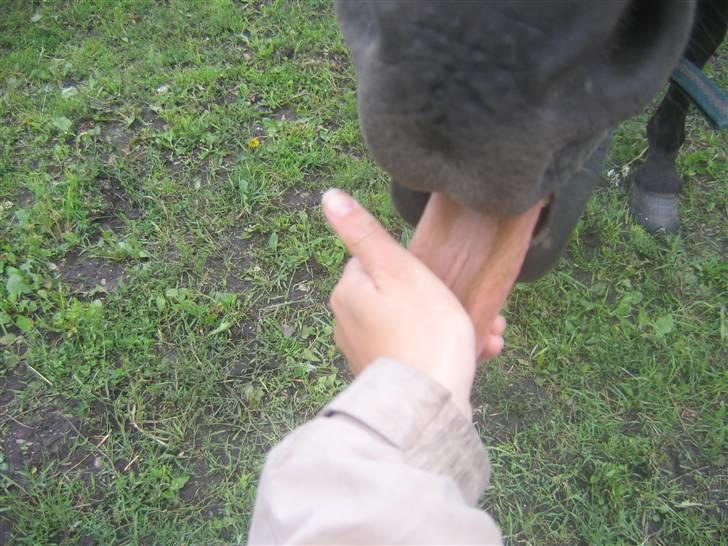 Holstener Dominique- *RIP* - Han elsker at få nulret tunge billede 7