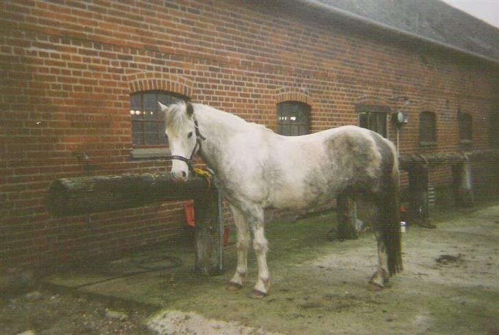 Anden særlig race Blanca - Flotte grå-anmærkninger, de troede hun var en pinto (© - Må ikke kopieres) billede 3