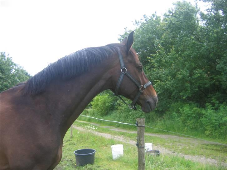 Holstener Dominique- *RIP* - Dominique:-) billede 8