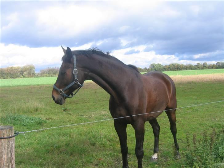 Holstener Dominique- *RIP* - Dominique d. 30 sep 2007 billede 10