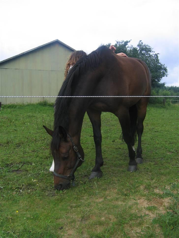 Holstener Dominique- *RIP* - Smukke Dominique<33 billede 11