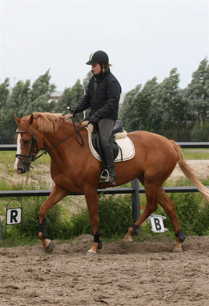 Hollandsk Varmblod CS Wishfull Thinking SOLGT - ridning den 26 july 07 billede 12