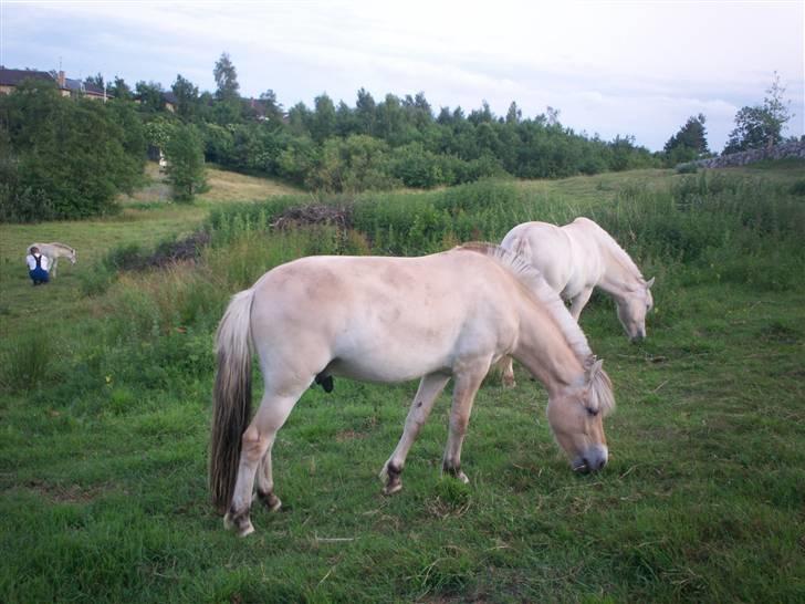 Fjordhest Jasper Møldrup(solgt) - Jasper juni 2007 billede 13