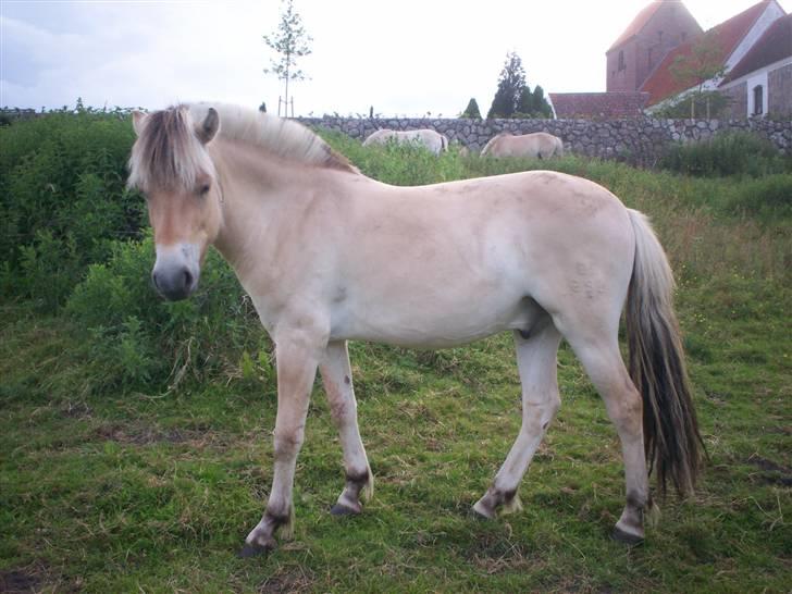 Fjordhest Jasper Møldrup(solgt) - Jasper juni 2007 billede 15