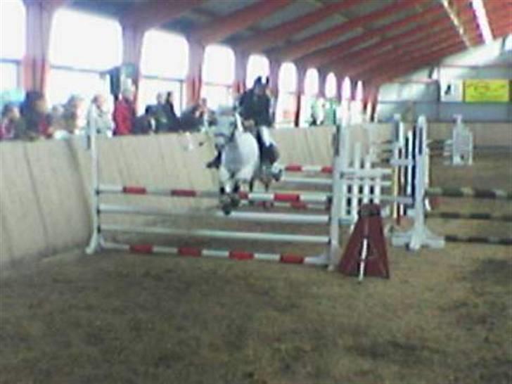 Anden særlig race Blanca - Blanca og Trine til stævne, dette er en LA.. Super pony <´3 (© - Må ikke kopieres) billede 17