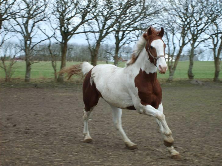 Pinto Lusk **solgt** - Så kommer han i galop billede 11