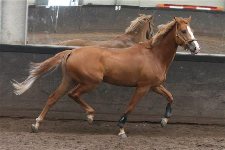 Hollandsk Varmblod CS Wishfull Thinking SOLGT - loes i ridehuset billede 16
