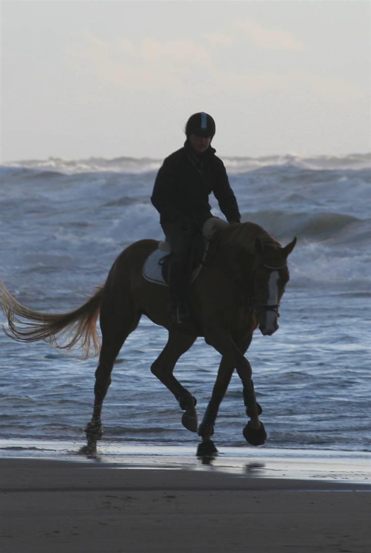 Hollandsk Varmblod CS Wishfull Thinking SOLGT - foerste gang paa stranden billede 18